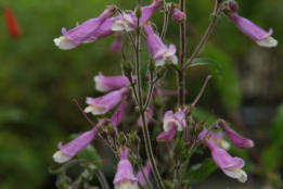 Penstemon hirsutus Schildpadbloem bestellen